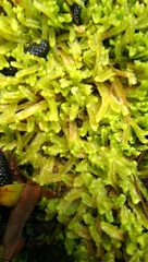 Chiloscyphus leucophyllus