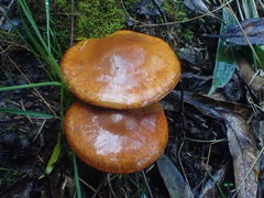 Cortinarius abnormis