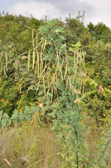 Indigofera tristoides