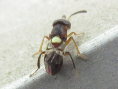 Encyrtus