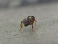 Encyrtus