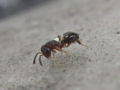 Encyrtus