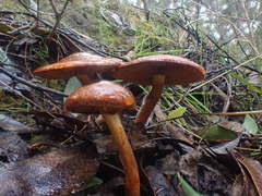 Cortinarius abnormis