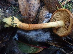Cortinarius abnormis