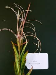 Epilobium pallidiflorum