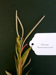 Epilobium pallidiflorum