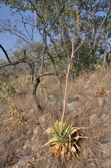Aloe pretoriensis