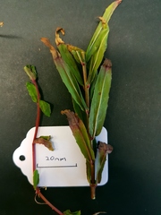 Epilobium pallidiflorum