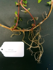 Epilobium pallidiflorum
