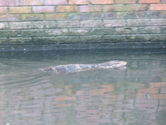 Varanus salvator macromaculatus