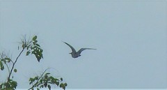 Nycticorax nycticorax