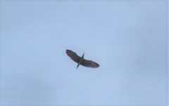 Nycticorax nycticorax