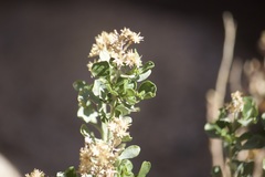 Ericameria cuneata
