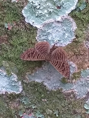 Adelotypa densemaculata