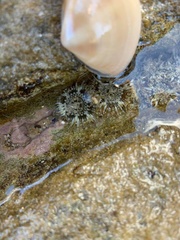 Anthopleura dixoniana