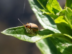 Neogalerucella