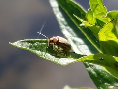 Neogalerucella