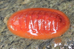 Lepidozona interstincta