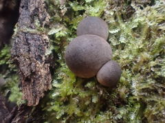 Lycoperdon subincarnatum
