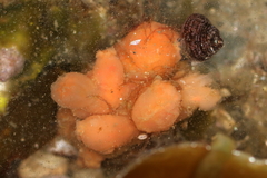Aplidium coei