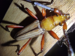 Parastizocera procera