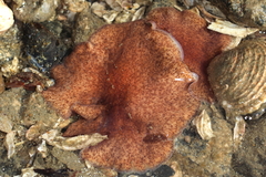 Kaburakia excelsa