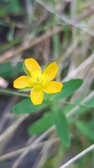 Hypericum japonicum
