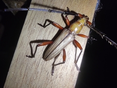 Parastizocera procera