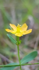 Hypericum japonicum