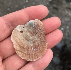 Pododesmus macrochisma