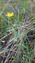 Hypericum japonicum