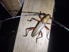 Parastizocera procera