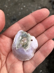 Pododesmus macrochisma