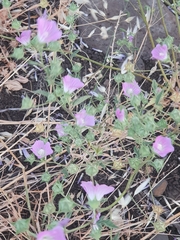 Malva punctata