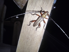 Parastizocera procera