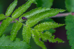 Brachysomus echinatus