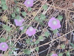 Malva punctata