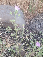 Malva punctata