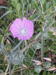 Malva punctata