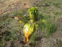 Eucomis autumnalis clavata