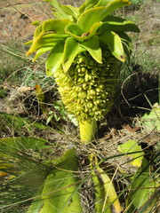 Eucomis autumnalis clavata