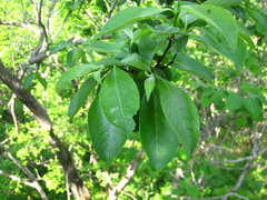 Salix chaenomeloides