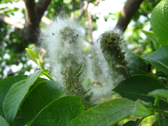 Salix chaenomeloides