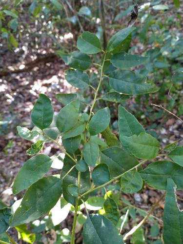 Monococcus echinophorus (Monococcus echinophorus)