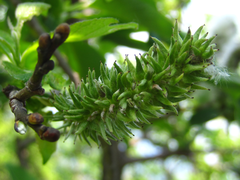 Salix chaenomeloides