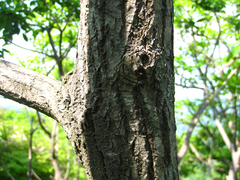 Salix chaenomeloides