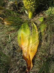 Eucomis autumnalis clavata