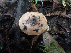 Tricholoma eucalypticum