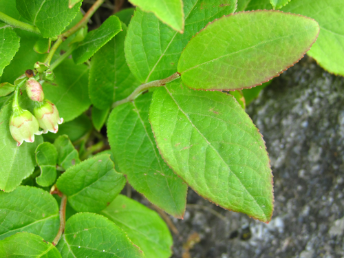 Vaccinium hirtum iNat (1)