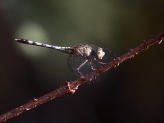 Diplacodes trivialis